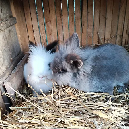 Lägenhet Letnia Oaza 