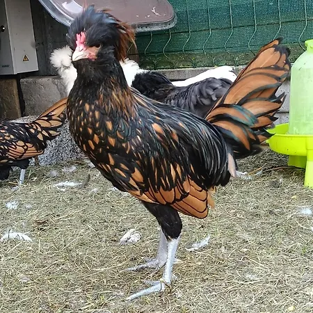 Lägenhet Letnia Oaza 